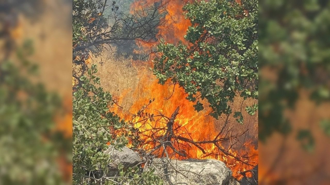 Bodrum'da orman yangını meydana geldi!
