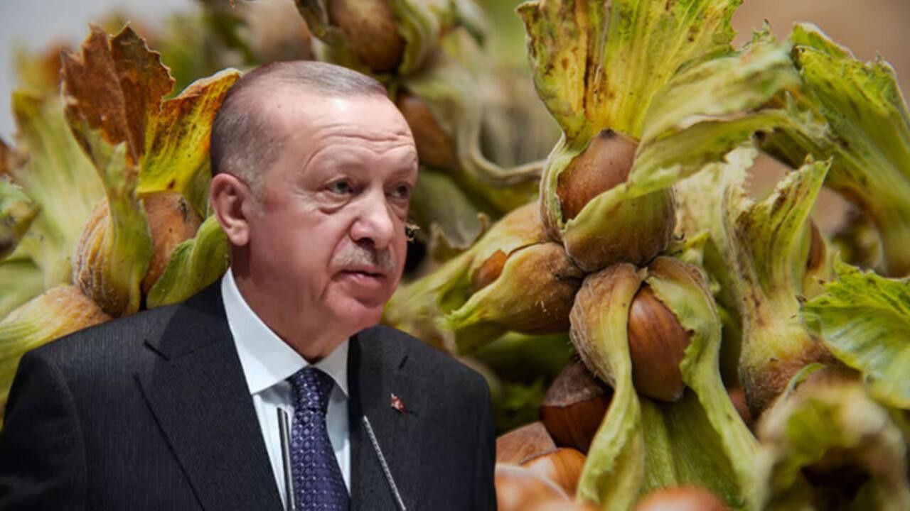 Fındık fiyatları belli oluyor! Cumhurbaşkanı Erdoğan açıklayacak