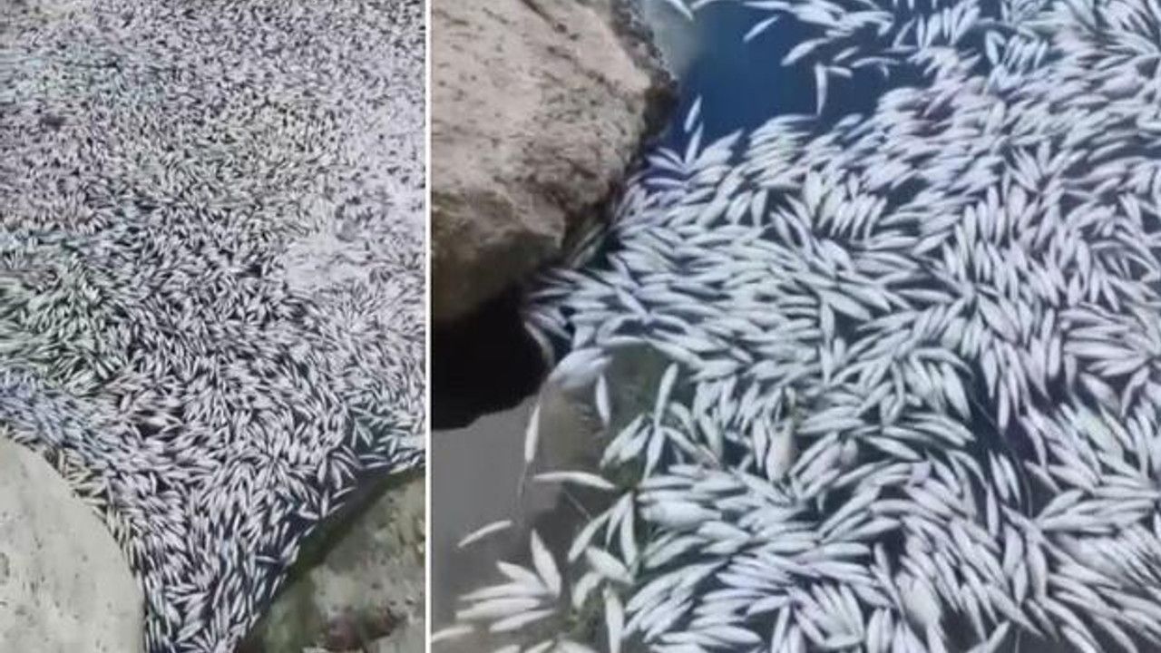 Bursa'da esrarengiz balık ölümleri