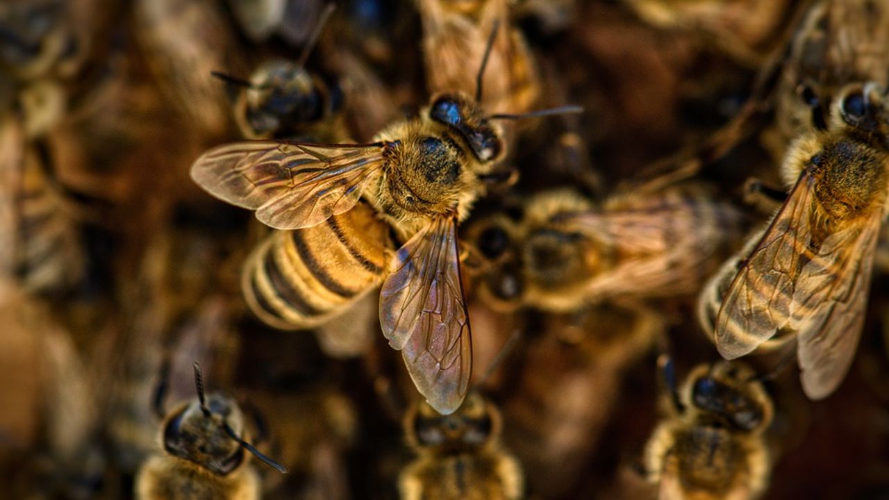Arı sokmasına bağlı "Akut-alerji krizi" nedir?
