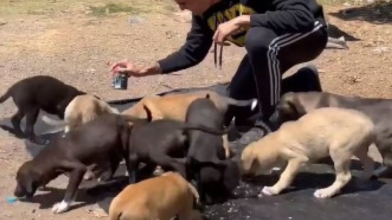 CZN Burak sokak köpeklerini besledi