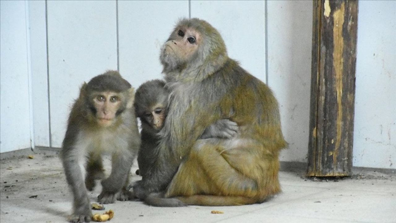 Malatya'da yavru maymunlara "Nene" annelik yapıyor