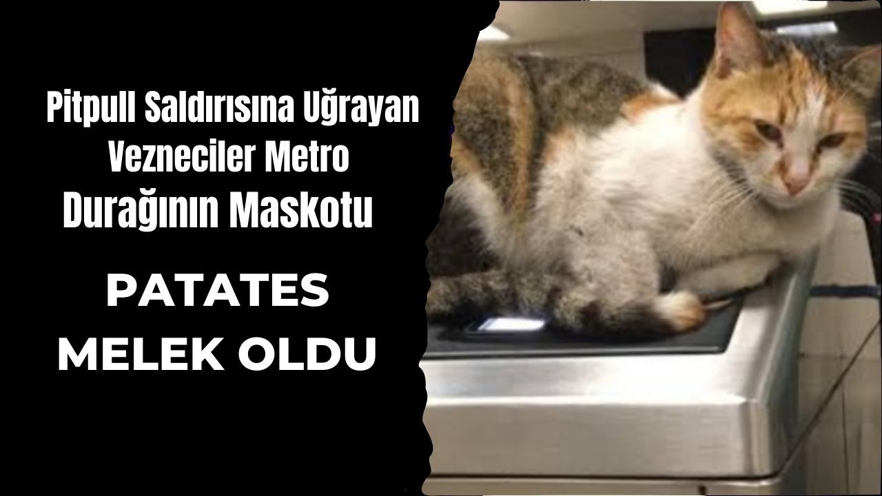 Vezneciler metro durağının maskotu ünlü kedi patates yaşamını yitirdi