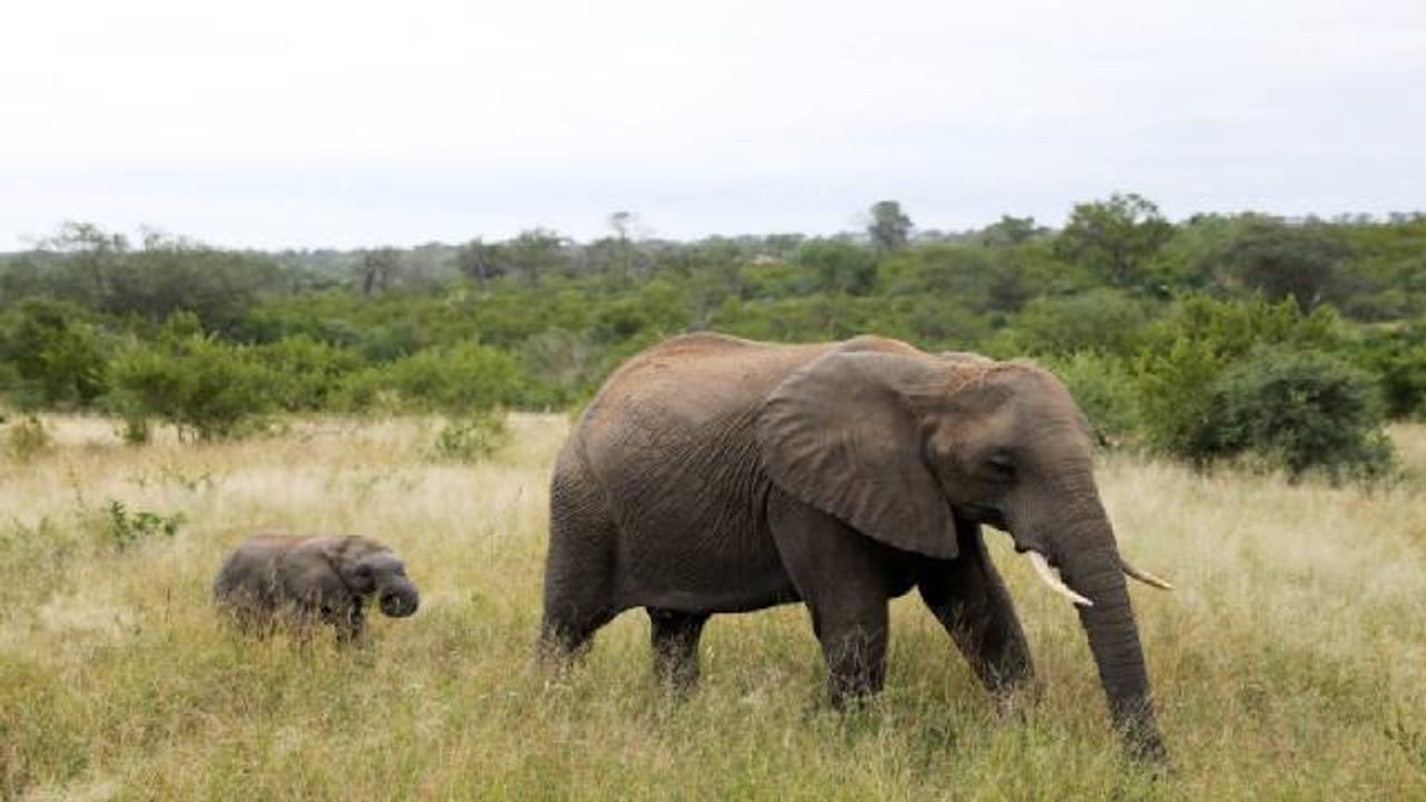 Afrika bölgesinde artan fil nüfusu, yerel ekosistemi tehdit ediyor