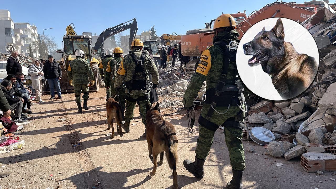 Meksika’dan gelen kurtarma köpeği "Proteo" hayatını kaybetti