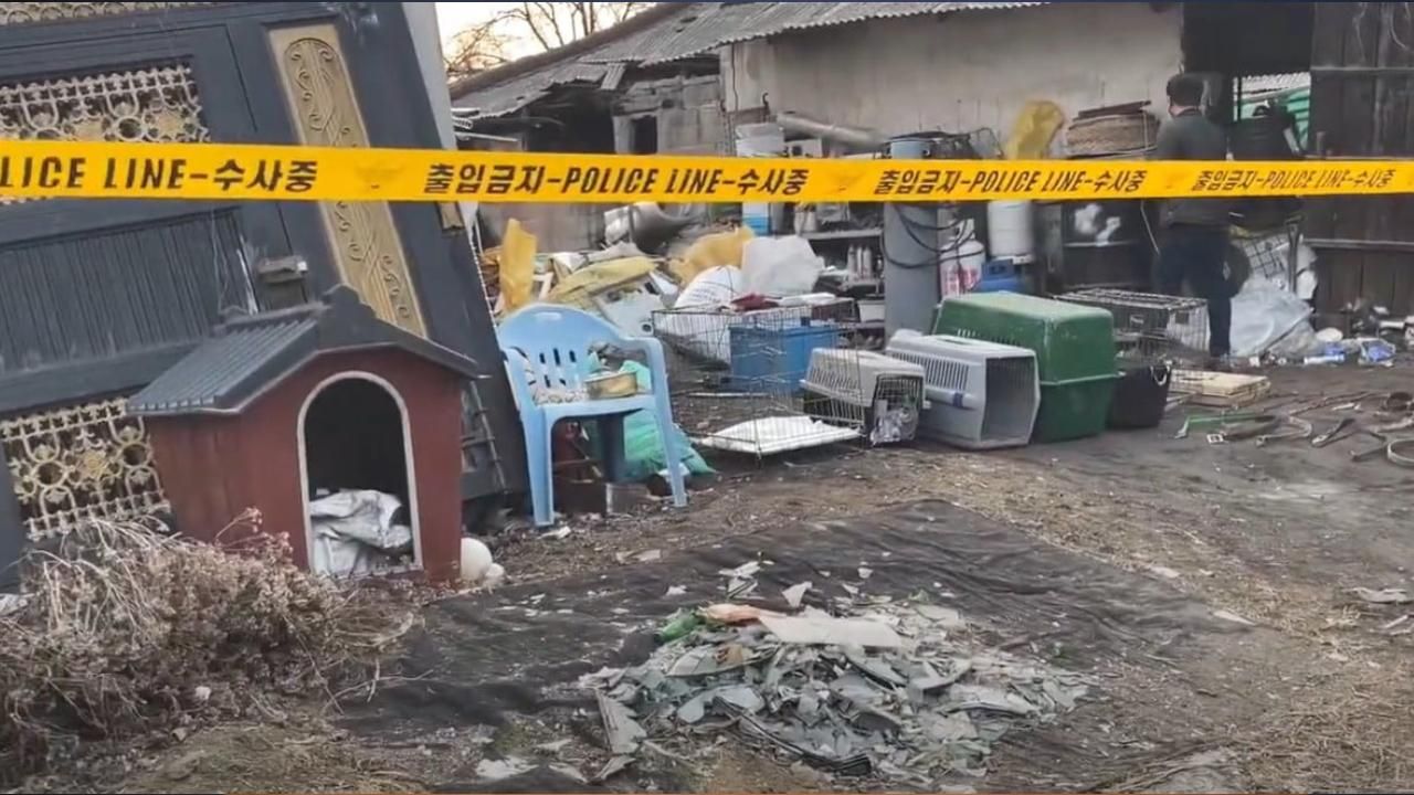Güney Kore'de bir arazide binden fazla ölü köpek bulundu