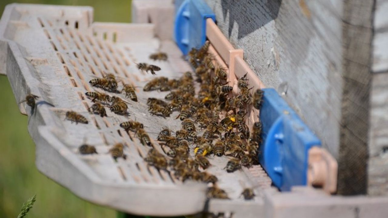 Bal arısı zehri epilepsi ataklarına karşı etkili mi?