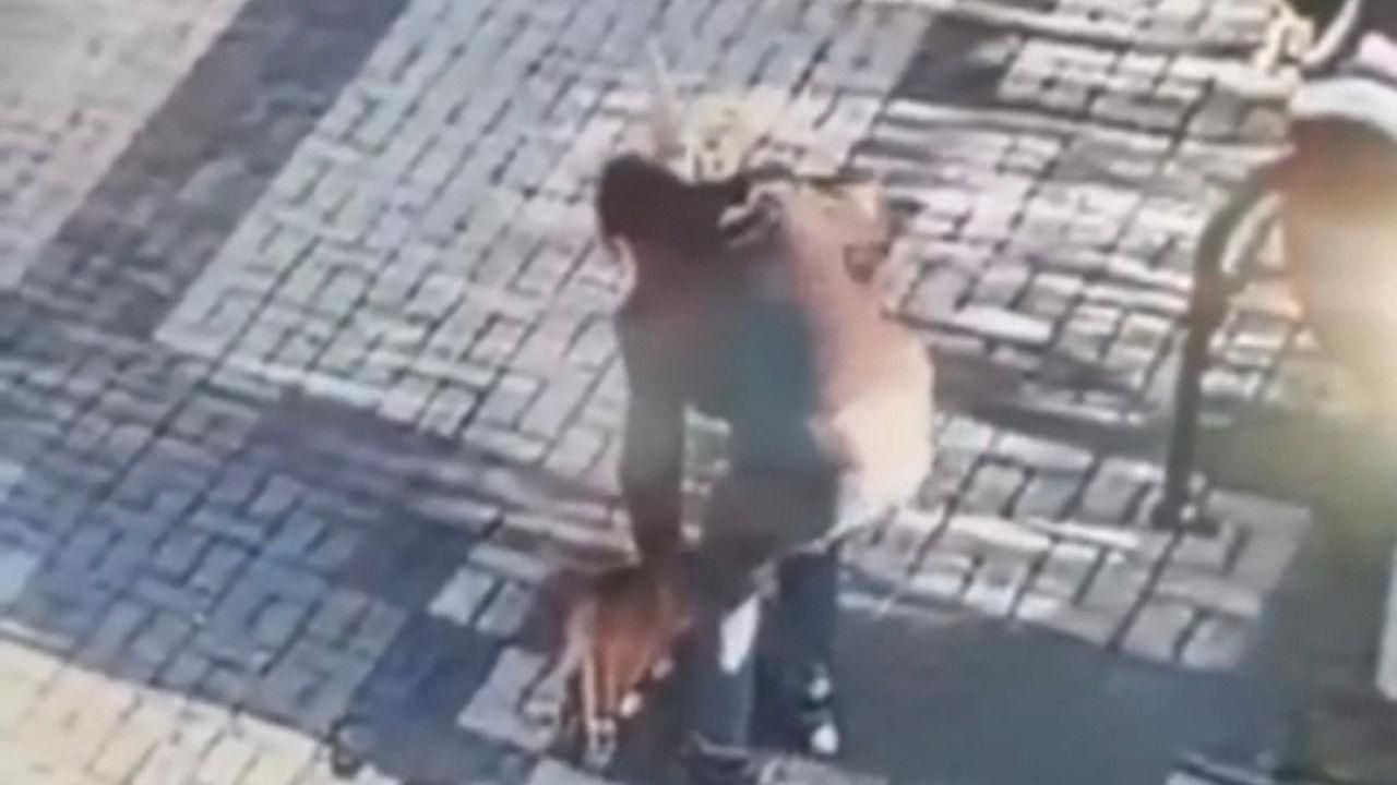 Kayseri'de Kedinin kafasına mala ile vuran şüpheli gözaltına alındı