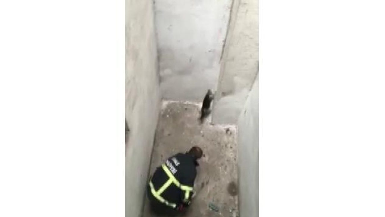 Sivas'ta havalandırma boşluğuna düşen kediyi itfaiye kurtardı