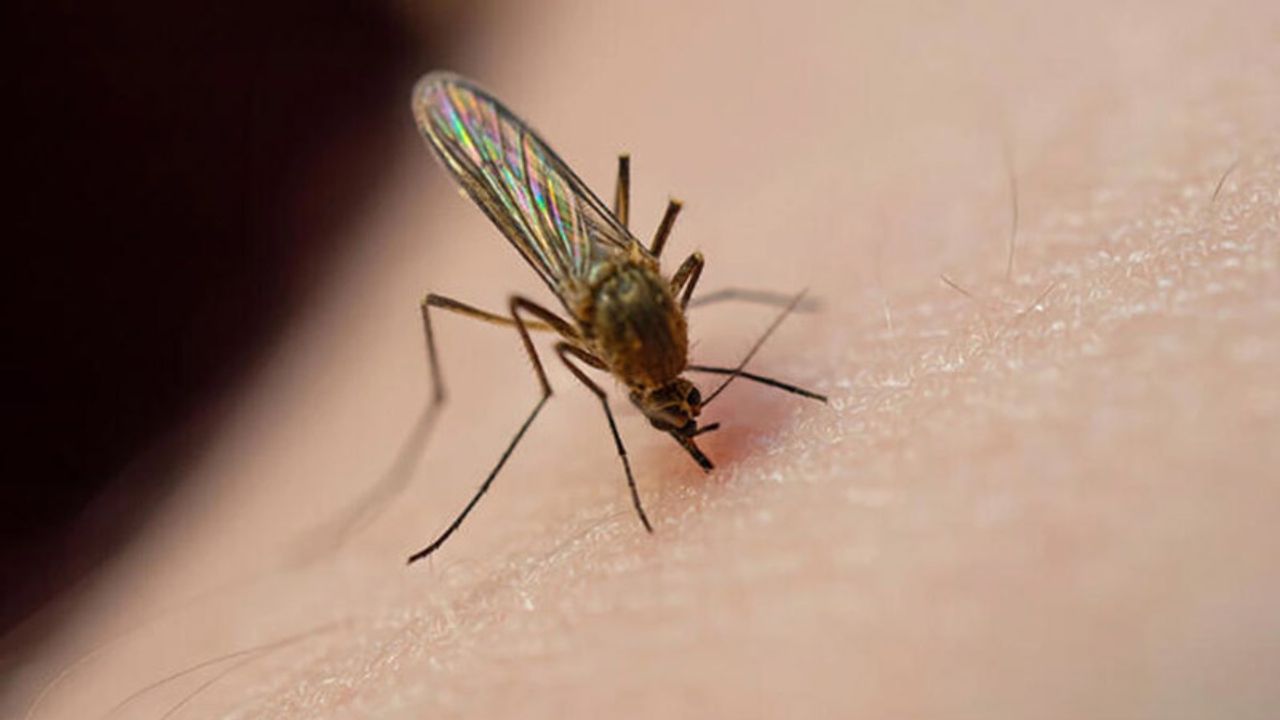 Aman dikkat! Asya kaplan sivrisineği hastalık bulaştırıyor