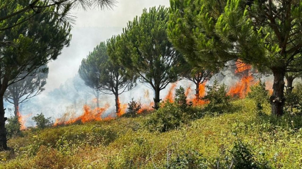 Bursa Karacabey'de ağaçlandırma sahasında yangın