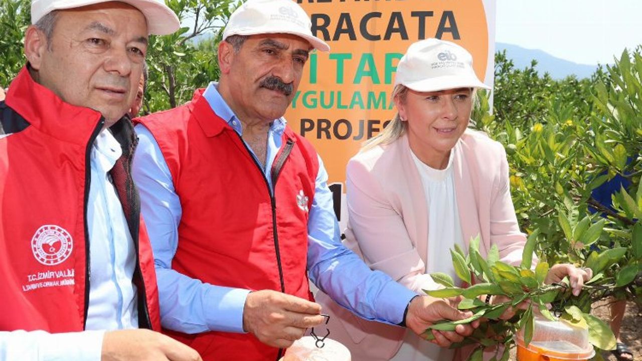 İzmir'de Akdeniz Meyve Sineği ile mücadele! 5 bin tuzak dağıtılıyor