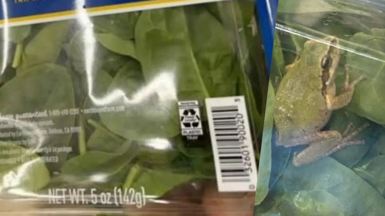 Ayıklanıp yıkanmış ıspanak paketinden canlı kurbağa çıktı