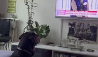 Esra Erol'un programını izleyen köpeğin tepkileri