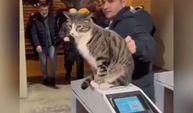 İstanbul metrosunun asabi kedisinin videosu viral oldu