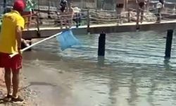 Alanya sahilinde kabus!