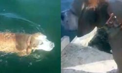 Bursa'da Denizde Boğulmak Üzere Olan Köpeği Balıkçılar Son Anda Kurtardı