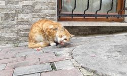 İstanbul Esenler'de bir Mahalle Muhtarı sokak kedisine fakirlik belgesi çıkardı