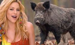 Shakira'ya Yaban Domuzu Saldırdı