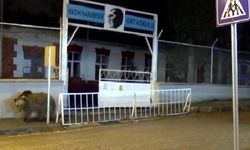 Kars'ın Sarıkamış ilçesinde bozayı okul bahçesine girdi