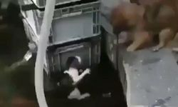 Havuza düşen kediciği tırmalamasına rağmen kurtaran köpek