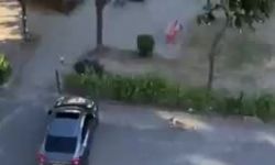 Sokak köpeğine sahip çıkan adamın videosu viral oldu