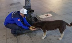 Kocaeli'de Zabıta Memuru elleriyle köpeğe su içirdi