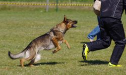 Köpek saldırılarından korunmak için nasıl davranmamız gerekiyor?