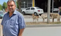 Köpeklerden kaçarken düşen adam hayatını kaybetti