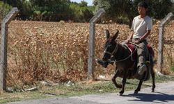 Japon turist eşekle adım adım Türkiye'yi gezdi