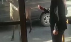 Mete adını verdiği geyik ile sohbet eden adamın videosu viral oldu