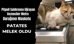 Vezneciler metro durağının maskotu ünlü kedi patates yaşamını yitirdi