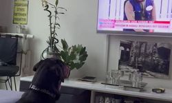 Esra Erol'un programını izleyen köpeğin tepkileri