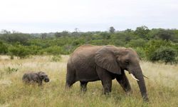 Afrika bölgesinde artan fil nüfusu, yerel ekosistemi tehdit ediyor