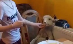 Kuzusunu yemek masasında besleyen kızın videosu viral oldu