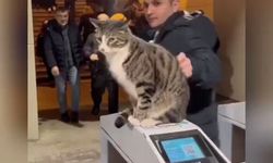 İstanbul metrosunun asabi kedisinin videosu viral oldu