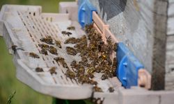 Bal arısı zehri epilepsi ataklarına karşı etkili mi?