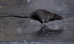 Paris'te farelerle insanların mücadelesini fareler kazandı