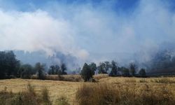 Bolu'da çıkan orman yangını kontrol altına alındı