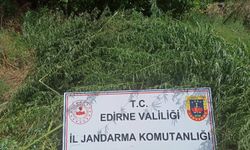 Edirne'de Jandarmadan kenevir operasyonu