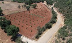 Muğla’da 230 bine yakın ağaç toprakla buluştu