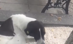 Üç yıl önce kaybettiği köpeğini sokakta buldu!