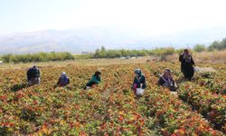 Malatya'da üretimini yaptıkları çileklerle hem ülke hem de aile ekonomisine katkı sunuyorlar