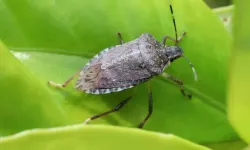 Kokarca böceği nedir? Zararlı mıdır?