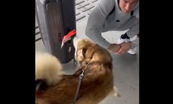 Fenerbahçe kalecisi Livakovic’in köpeğiyle buluştuğu an