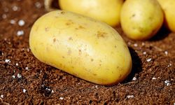 Filizlenen patatesi tüketmek zararlı mı?
