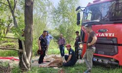 Malatya'da kuyuya düşen ineği itfaiye kurtardı