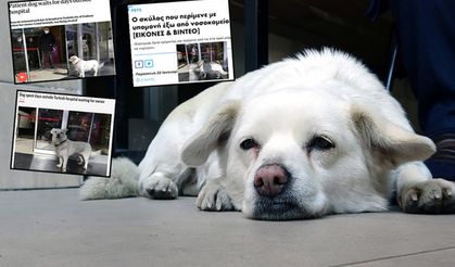 Dünya Trabzon'daki bu köpeği konuşuyor