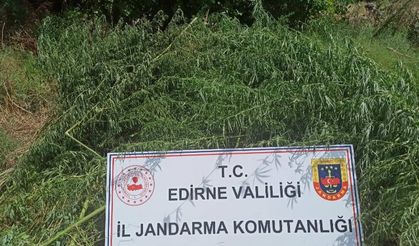 Edirne'de Jandarmadan kenevir operasyonu