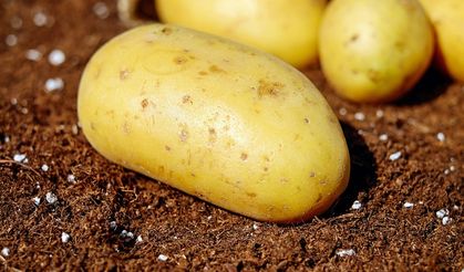 Filizlenen patatesi tüketmek zararlı mı?